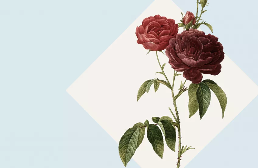 Blomranka med rosor. Illustration.