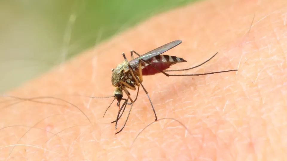 Närbild på en mygga som sitter på en arm