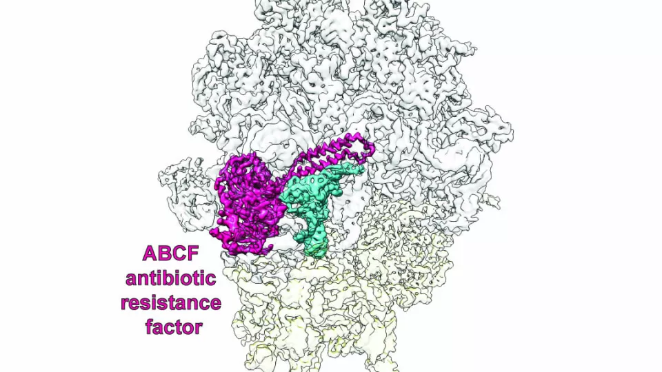 Kryo-EM-genererad bild av en resistensfaktor (violett) som skyddar proteinfabriken, ribosomen, (vit/grå). Bild: Hauryliuk-Atkinson lab 