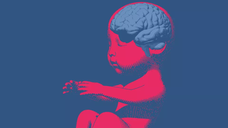 illustration hjärnans vindlingar hos spädbarn. foto.