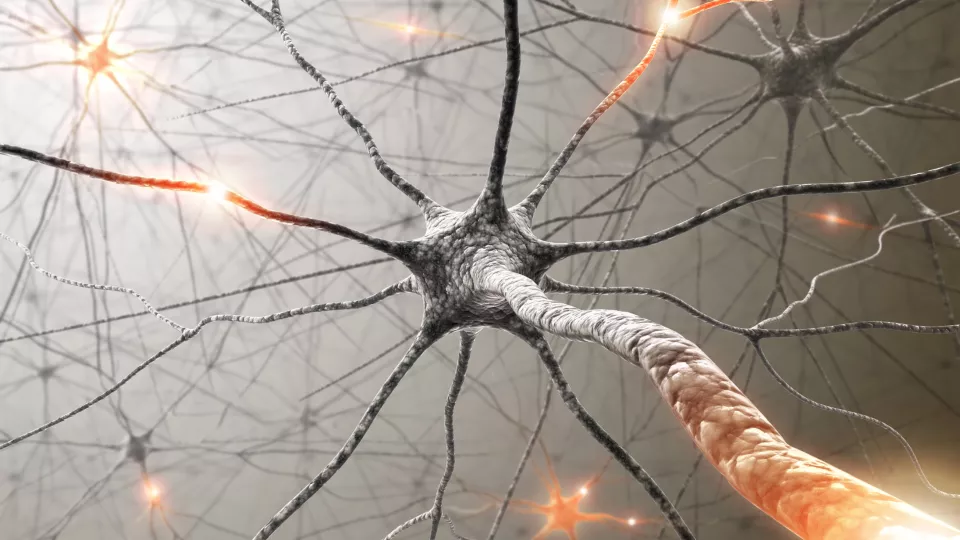 nervceller. foto.