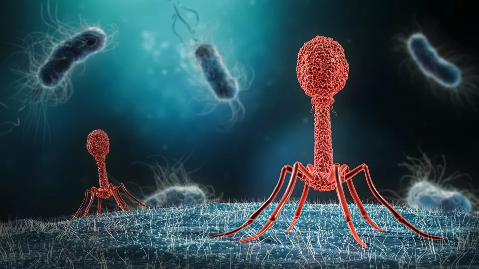 en illustration av bakteriofag som injicerar sitt DNA i bakterie. foto.