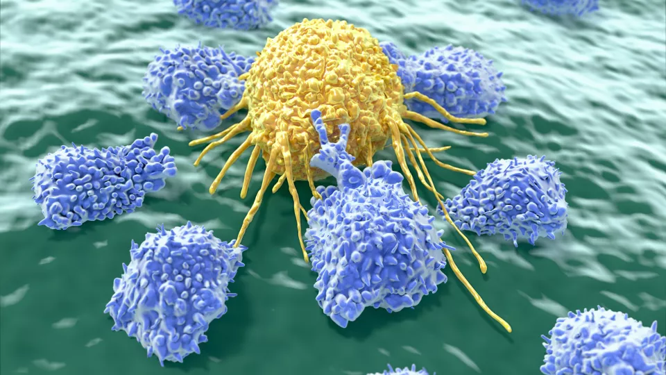 mördarceller som attackerar cancercell. illustration.