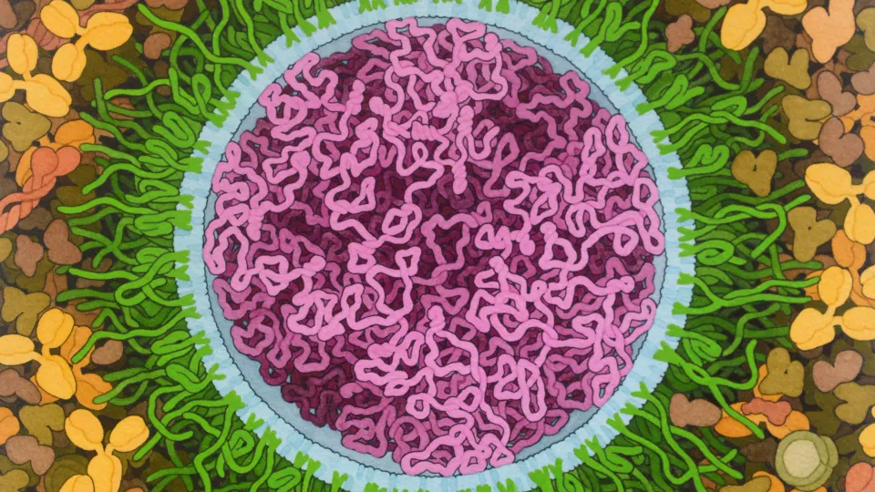 När covid-19-pandemin svepte över världen 2020 blev mRNA-vaccinerna räddningen för många – men i bakgrunden fanns en annan, mindre känd hjälte: lipidnanopartikeln. Utan dessa små ”fettdroppar” hade vaccinet aldrig kunnat levereras in i kroppens celler. Och faktum är att den lär få fler uppdrag framöver. Det kan vara den som löser leverans av gensaxen och de nya genterapierna in i kroppen.
