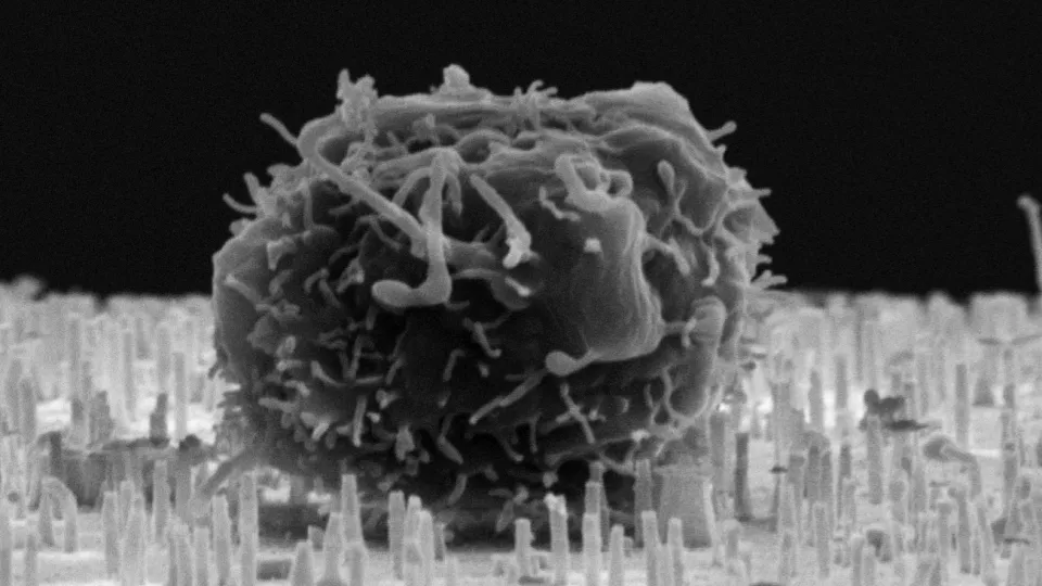 Elektronmikroskopibild som visar en blodstamcell ovanpå ett membran med nanorör. Bild: M. Hjort och L. Schmiderer