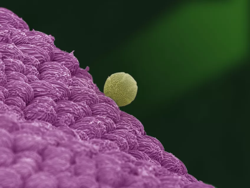 Pollen på ett blomblad