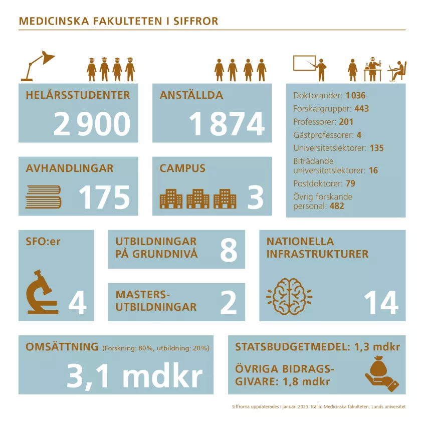 Medicinska fakulteten i siffror 2023. Infografik. De viktigaste siffrorna finns som text i faktaruta på webbsidan.