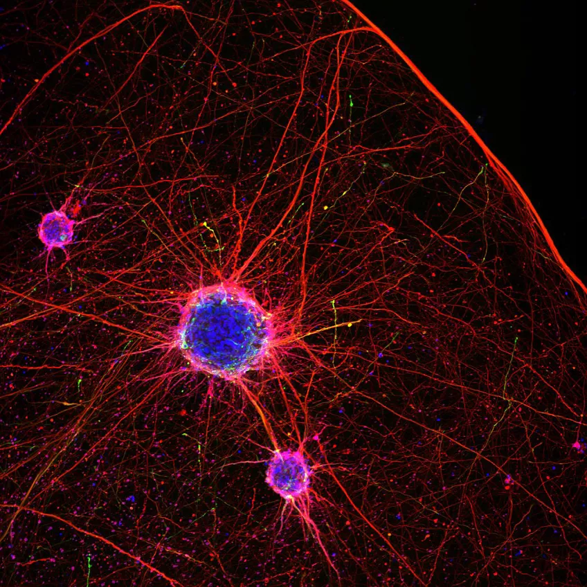 bild på ervceller som skapats från stamceller. Foto.