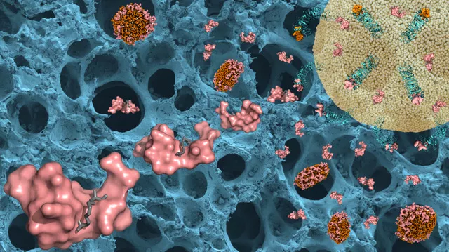 Illustrationen visar hur forskarnas peptidbehandling (rosa) binder till både receptorer  som kan upptäcka bakteriella ämnen (grönt) och till bakteriellt lipopolysackarid som kan utlösa en inflammatorisk respons (endotoxin) (brunt). I bakgrunden finns en svepelektronmikroskopibild av lungblåsor. Det gula är en cell. Illustration.