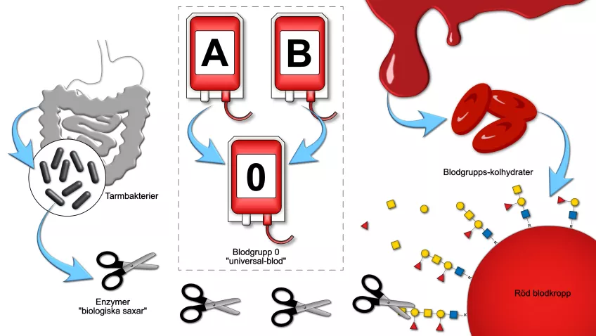 En grafisk översikt som sammanfattar hur forskarna gör universalblod. foto.