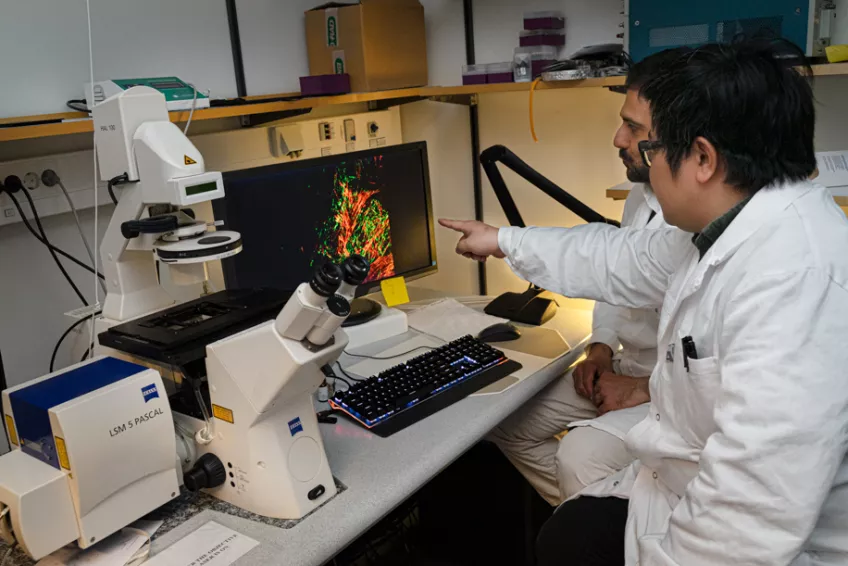Li Liu och Francesco Deluca tittar på en datorskärm med bild på ett protein.