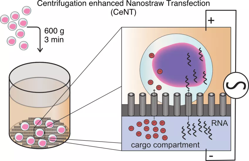 Vänster: En schematisk bild av CeNT. Höger: En behållare med ett membran täckt av nanorör. 